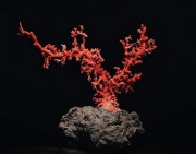 价值400万的天价珊瑚