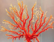 红珊瑚崇高的地位