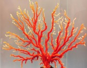 教你鉴别阿卡红珊瑚和沙丁珊瑚