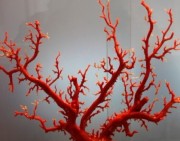 怎样收藏红珊瑚