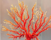 收藏级红珊瑚该如何挑选（一）