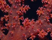 红珊瑚是如何形成的