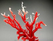 教你珊瑚的鉴别技巧