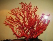 鉴别红珊瑚的要点