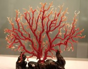 珊瑚鉴别：珊瑚的质量评价以及产地