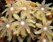 珊瑚鉴别：珊瑚的有机结构，八放珊瑚亚纲