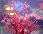 揭开红珊瑚加工过程的神秘面纱