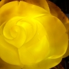 波罗的海天然无优化完美蜜蜡大玫瑰一朵（携证书）尺寸：61x43
